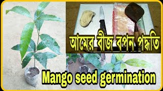 Planting of mango seeds | Mango seed germination | আমের বীজ বপন | স্টক চারা তৈরি | আম বীজ থেকে চারা