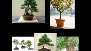 बगीचे के बड़े-बड़े पेड़ अब गमलों में।The big trees of the garden are now in the small pots.