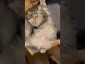 これ 猫のいる暮らし ラガマフィン 子猫動画 ヘソ天？