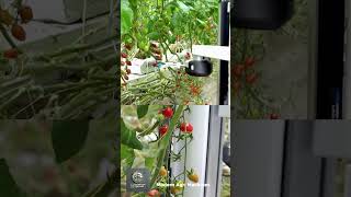 Fruit harvesting robot