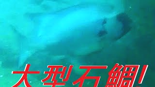 冬の小浦一文字で大型イシダイを追う！石鯛釣り 水中動画