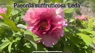 Paeonia suffruticosa ´Leda’ / peony tree ´Leda’ / pivoine arbustive ´Leda’