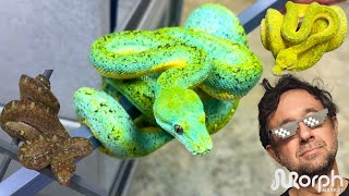 Buying The Right Designer Green Tree Python \u0026 MORE With Marcial Mendez | MorphMarket