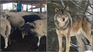 Alarmi i banorëve në Fier: Ujqërit dhe çakejtë po bëjnë kërdinë, rrezikohen dhe fëmijët, bëjmë roje