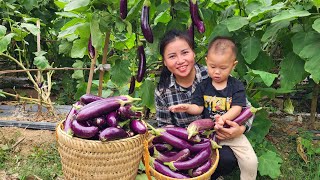 Harvesting a giant eggplant garden with a boy abandoned by his grandmother