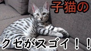 子猫の寝方のクセがスゴイ！！ｗｗ