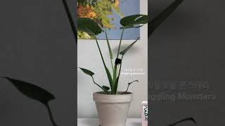 몬스테라 새순 나는 과정 Wiggling Monstera