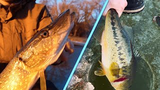 How To Ice Fish For Northern Pike on Tip-Ups! (Best Way To Ice Fish)