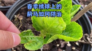 初春温度升高是蓟马的高发期，本期教大家如何辨别和防治