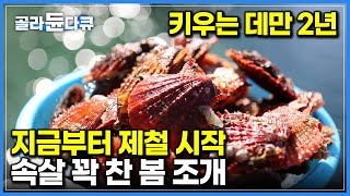 다른 조개와 비교 불가! 무려 2년 동안 애지중지 키운 봄 제철 조개 수확하는 날｜’바다의 봄꽃’ 통영 비단가리비 양식장｜한국기행｜#골라듄다큐