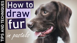 How to draw fur in pastels | Photo realistic dog drawing in pastels
