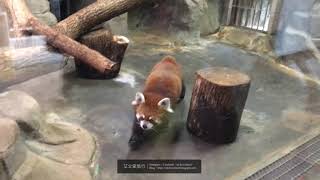 艾文愛旅行 | Blog用短片 |【日本】大阪景點 - 天王寺動物園10