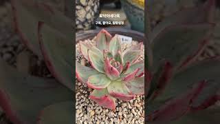 #아호레  #온기  #임영웅  #토닥이네   #succulent