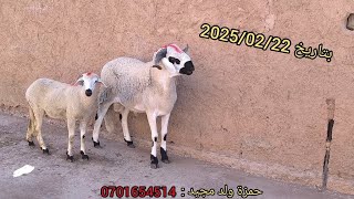 تبارك الله ليوم عندي خروف فيه جميع مواصفات 🏅 للبيع مرحبا بالجميع 0701654514 🐏💯🤲 موقع قلعة السراغنة