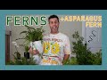 Crucial Care Tips for FERNS! (+ Asparagus Fern/Chinese Ming Fern) #Houseplants #Ferns