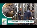 🐘 OLIFANTEN WASSEN | Achter de schermen bij de Afrikaanse olifanten