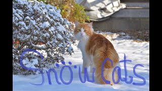 🐾Cats in the snow and my cats⛄/💗😺😄雪の中の猫と私の猫😸