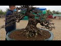 mãn nhãn với giàn bonsai phong cách mới tại triển lãm cây cảnh hà nội