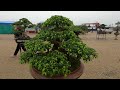 mãn nhãn với giàn bonsai phong cách mới tại triển lãm cây cảnh hà nội