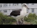 67-Year-Old Albatross Hatches Another Egg After Raising More Than 30 Chicks