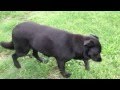 My dog is walking in circles and standing in corners, UPDATE PROBLEM FOUND !!! My dog is walking in circles and standing in corners, UPDATE PROBLEM FOUND !!!