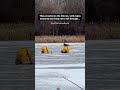 Deer stuck on frozen lake rescued by firefighters