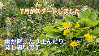 まるおの母　まるこの宿根草と低木の庭　2023 07 01 今日から7月❣️7月のスタートは、梅雨らしい天気。蒸し暑いです。今日は、蝶が沢山。小さくてにもオシャレなヤハズハエトリやネコハエトリにも遭遇