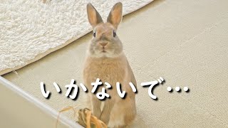 飼い主にそばにいてほしい寂しがり屋のうさぎさん