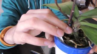 Removing old flower spikes from Plalaenopsis Orchids