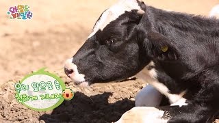 Wild Family, Be a friend with Dairy cattle #04, 젖소와 친해지기 20140912