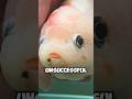 Rescuing sick fat fish.#fish #cute #pets #shortvideo #cuteanimals #save #said #shorts