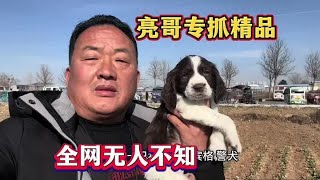 亮哥淘狗千挑万选，专抓精品，全网无人不知 无人不晓