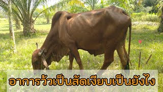 วัวเป็นสัดเงียบ อาการเป็นอย่างไร#คนรักวัว #คนเลี้ยงวัว #cow