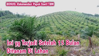 Rekom Pupuk & Review Pertumbuhan Sawit TBM Usia 15 Bulan