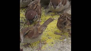 すずめの御食事処  #shorts #sparrow #スズメ #麻雀 #カノコバト