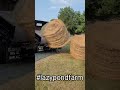 hay drop from the dump truck f350 ford dumptruck dumptrucklife farmlife cow fyp fypage fypp