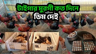 টাইগার মুরগী কত দিনে ডিম পারে