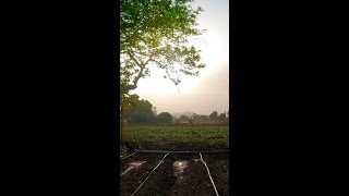 फ्लॉवर लागवड ॥ गावाकडची शेती ॥ cauliflower farming