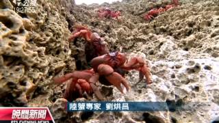 20130225 公視晚間新聞 千萬紅地蟹上路 珍貴生態動人心