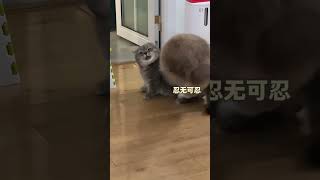 谁来把这个小神金带走!#猫咪的迷惑行为 #你家猫猫也会这样吗