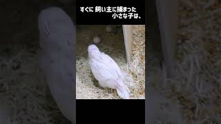 母をたずねて 30センチ #セキセイインコ #Shorts