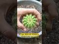 Cara Menanam Kaktus Echinopsis calochlora #kaktus #cactus #echinopsis