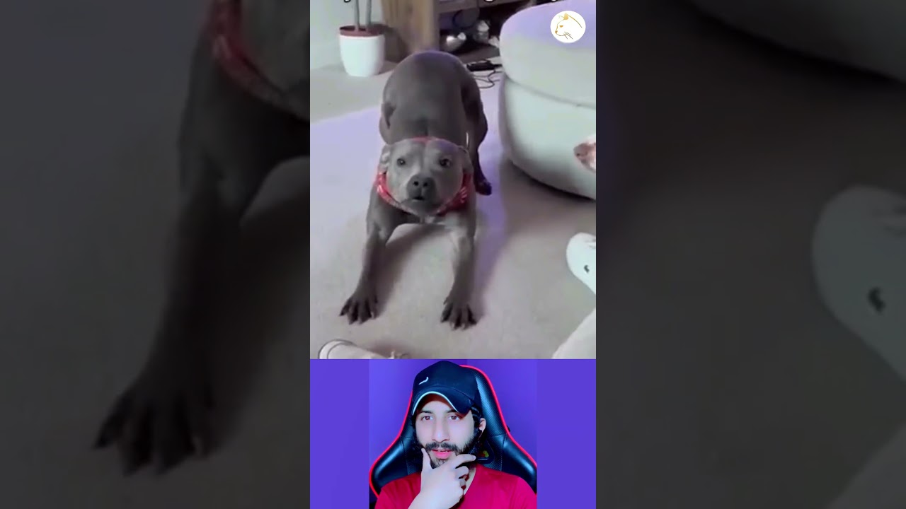 24 7 Live Cat Tv No Ads Squirrels Jays Cute Birds With Beautiful