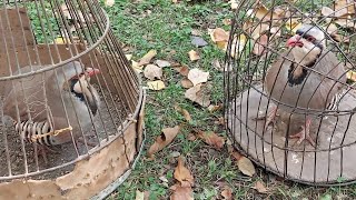 Кабкои Шикори 😍 Кабк Keklik که و Partridge Chukar