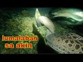 ep329.Dive2 ahas dagat lumalaban sa akin.nigh spearfishing Philippines.