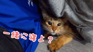 布団の中に入りたくてたまらない猫が可愛すぎる【ソマリ】