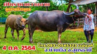 4 ต.ค.2564 เปิดราคาควายงาม แม่พันธุ์สูง145 ลูกชายช้างอุดร อ.บ้านผือ จ.อุดรธานี โทร.093-0545323