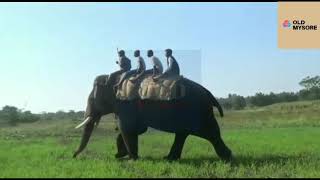 ಹುಲಿ ಹುಡುಕಲು ಬಂದು ಆನೆ ಕಳೆದುಕೊಂಡ ಅರಣ್ಯ ಇಲಾಖೆ