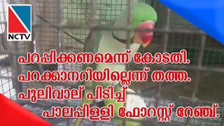 പറപ്പിക്കണമെന്ന് കോടതി. പറക്കാനറിയില്ലെന്ന് തത്ത. പുലിവാല് പിടിച്ച് പാലപ്പിള്ളി ഫോറസ്റ്റ് റേഞ്ച്.