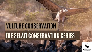 Vulture Conservation I Episode 2 I The Selati Conservation Series